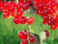 1 Live Plant Twisp River Red Currant Ribes rubrum Plug 6 Inch Tall
