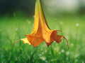 10 Seeds Orange Angel Trumpet Brugmansia Hybrid Fragrant Blooms Tropical Tree Easy Grow Patio Plant