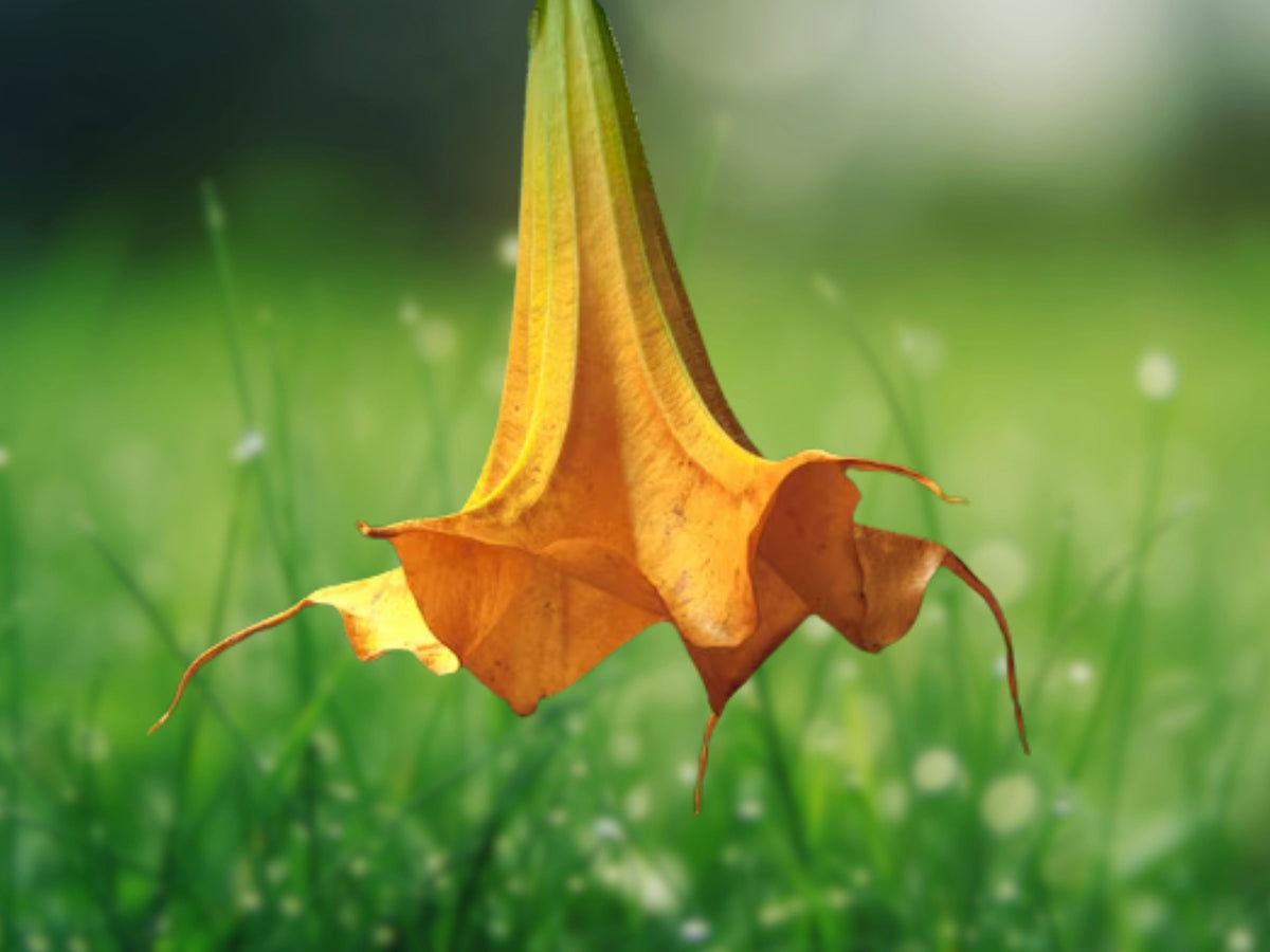 10 Seeds Orange Angel Trumpet Brugmansia Hybrid Fragrant Blooms Tropical Tree Easy Grow Patio Plant