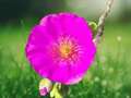 3 Unrooted Cuttings Pink Rock Purslane Calandrinia spectabilis Succulent Drought Tolerant Garden