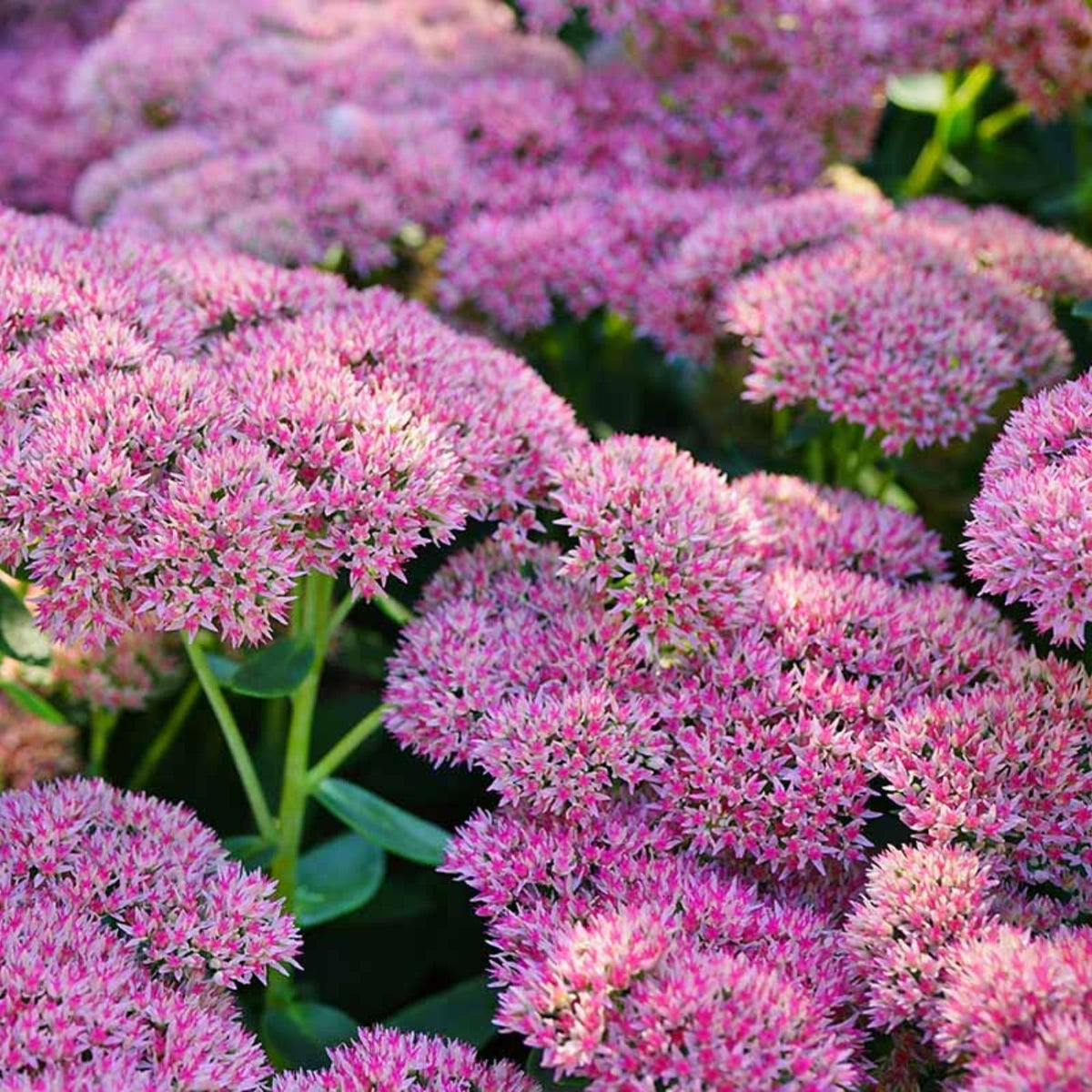 Sedum 'Autumn Joy' Cutting | 1pc Easy Hardy Stonecrop Plant | Succulent for Garden & Indoor Decor | Sedum telephium