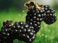 3 Live Plant Plugs Brazos Thorned Blackberry Rubus fruticosus Fruiting Vine