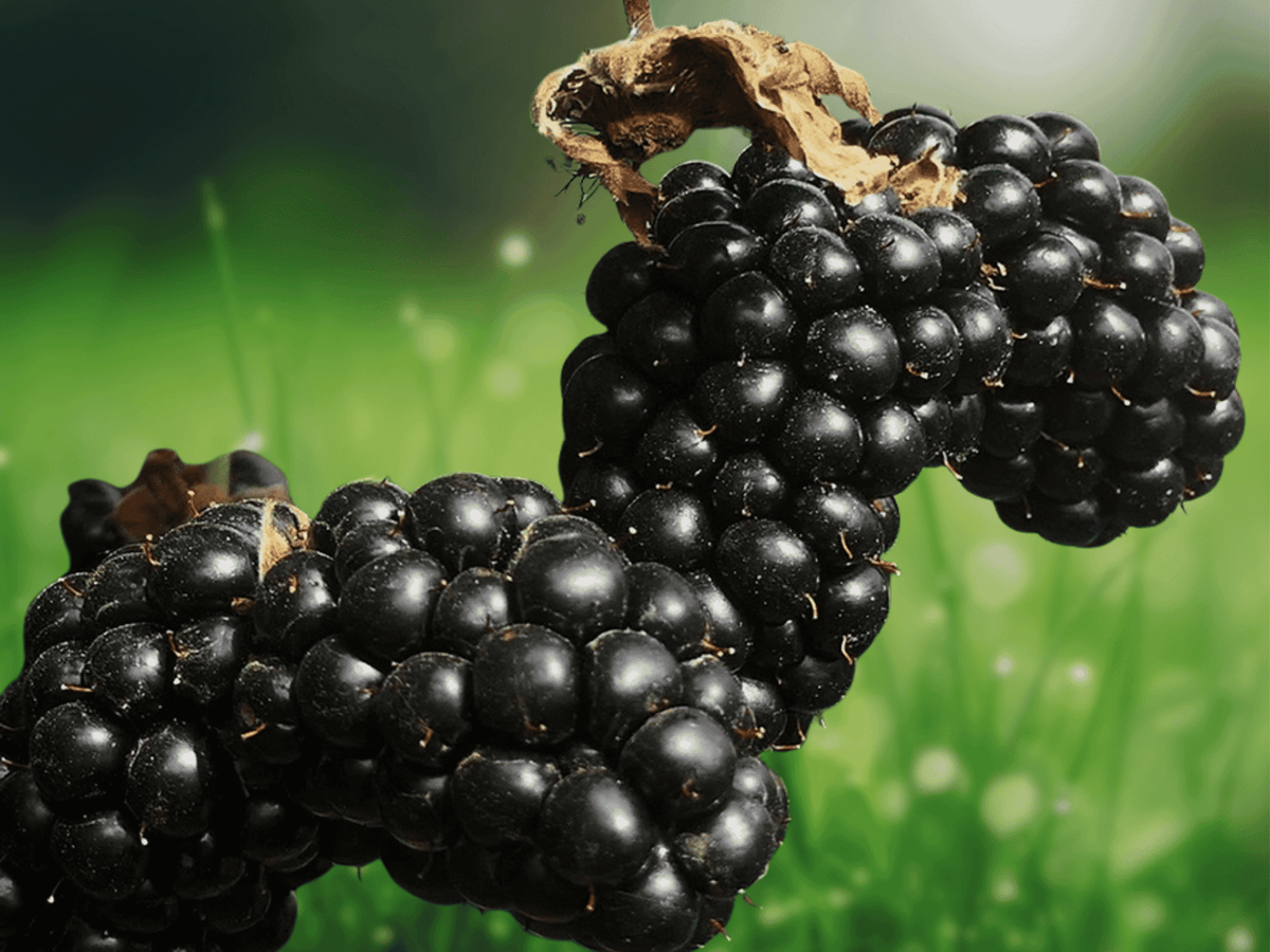 3 Live Plant Plugs Brazos Thorned Blackberry Rubus fruticosus Fruiting Vine