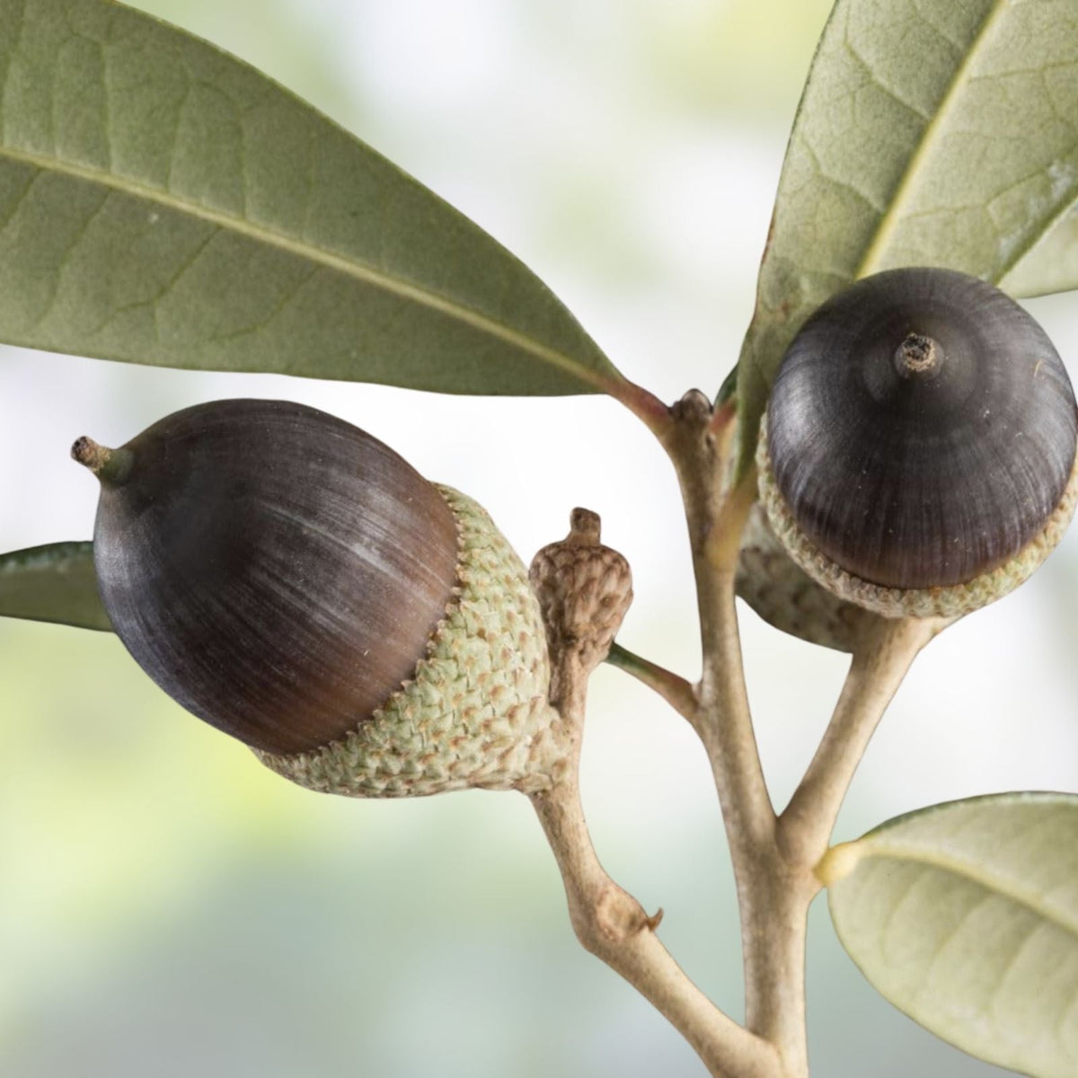 Southern Live Oak Acorns 30 Count, Quercus virginiana, Native Oak Tree Seeds for Planting