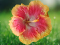 20 Seeds Pink Yellow Hibiscus Tropical Perennial Flower Bicolor Fragrant Blooms Easy Grow Garden Plant