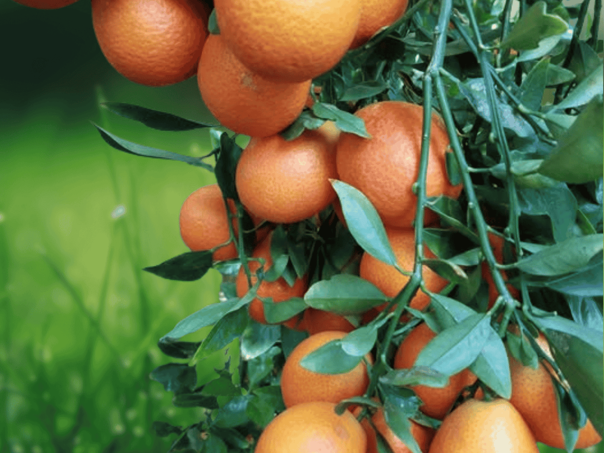 5 Seeds Indio Mandarinquat Citrus Tree Cold Hardy Novelty Rare
