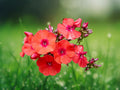 50 Seeds Deep Crimson Phlox Volcano Red Perennial Flower Garden Border Butterfly Vibrant Easy Grow