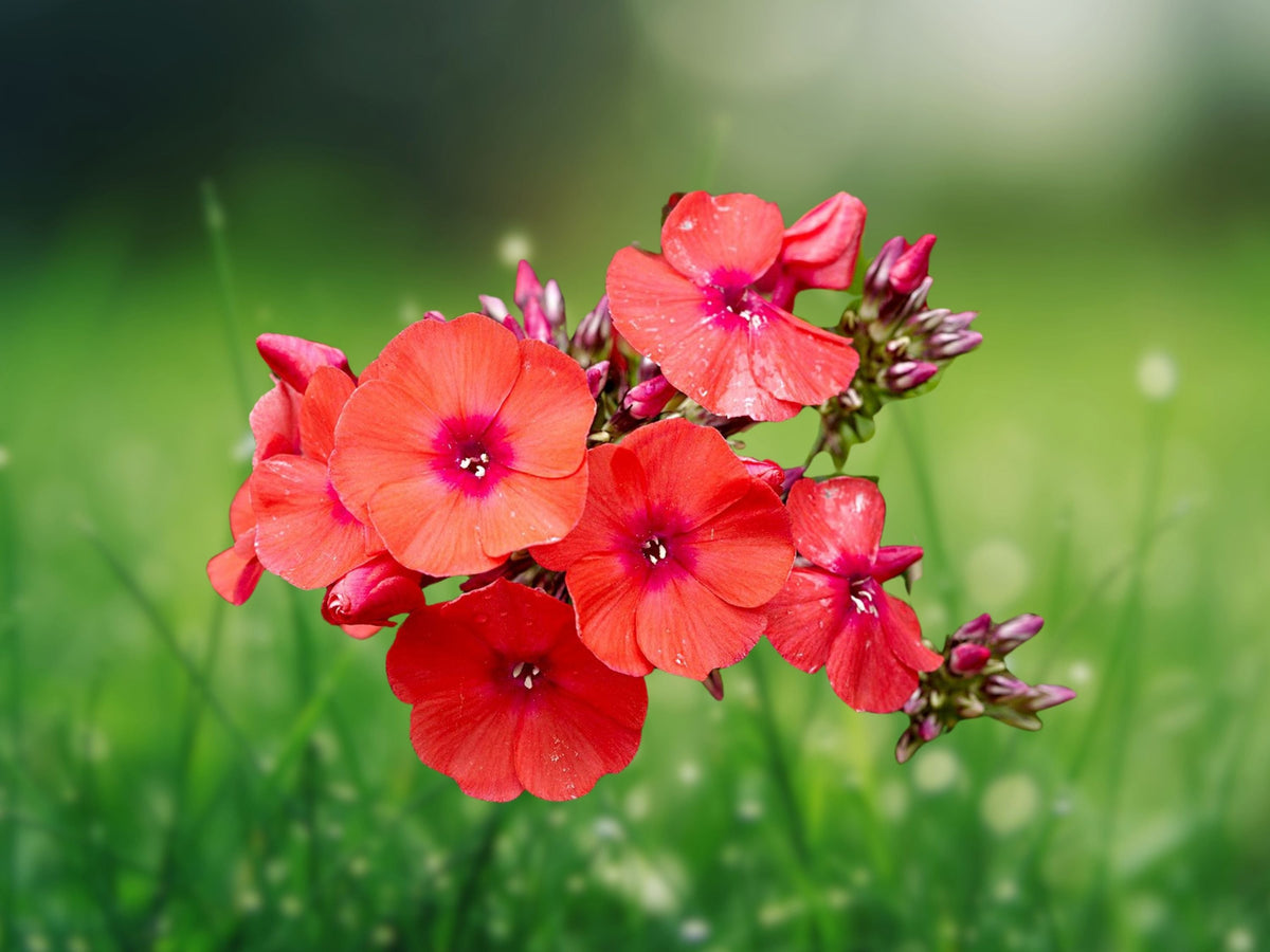 50 Seeds Deep Crimson Phlox Volcano Red Perennial Flower Garden Border Butterfly Vibrant Easy Grow