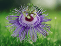5 Seeds Passiflora incarnata Hardy Purple Passionflower Vine Ornamental Perennial