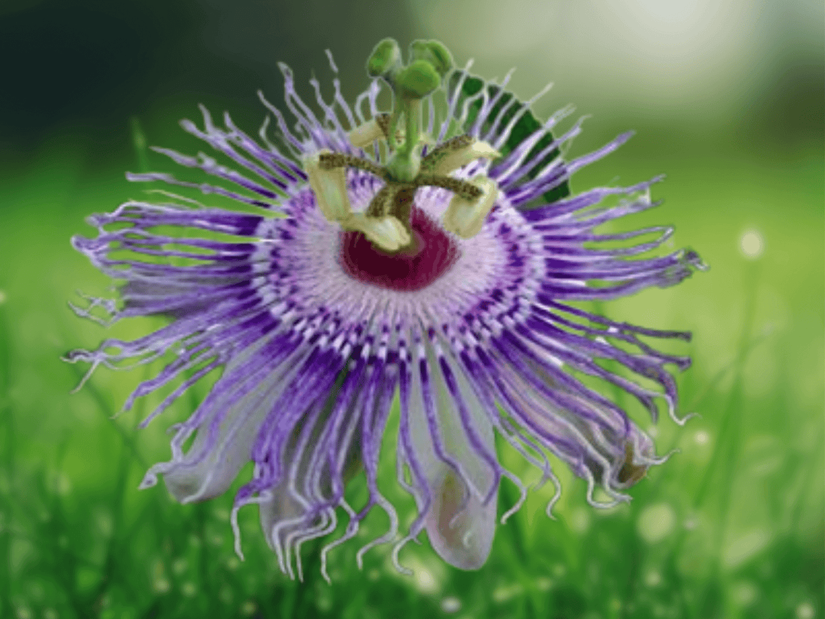5 Seeds Passiflora incarnata Hardy Purple Passionflower Vine Ornamental Perennial