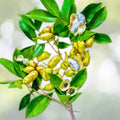 Live Ice Cream Bean Tree Seedling - 6" to 1 ft - Tropical Edible Fruit Tree (Inga edulis)