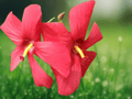 5 Seeds Abelmoschus moschatus Mixed Colors Musk Mallow Flower