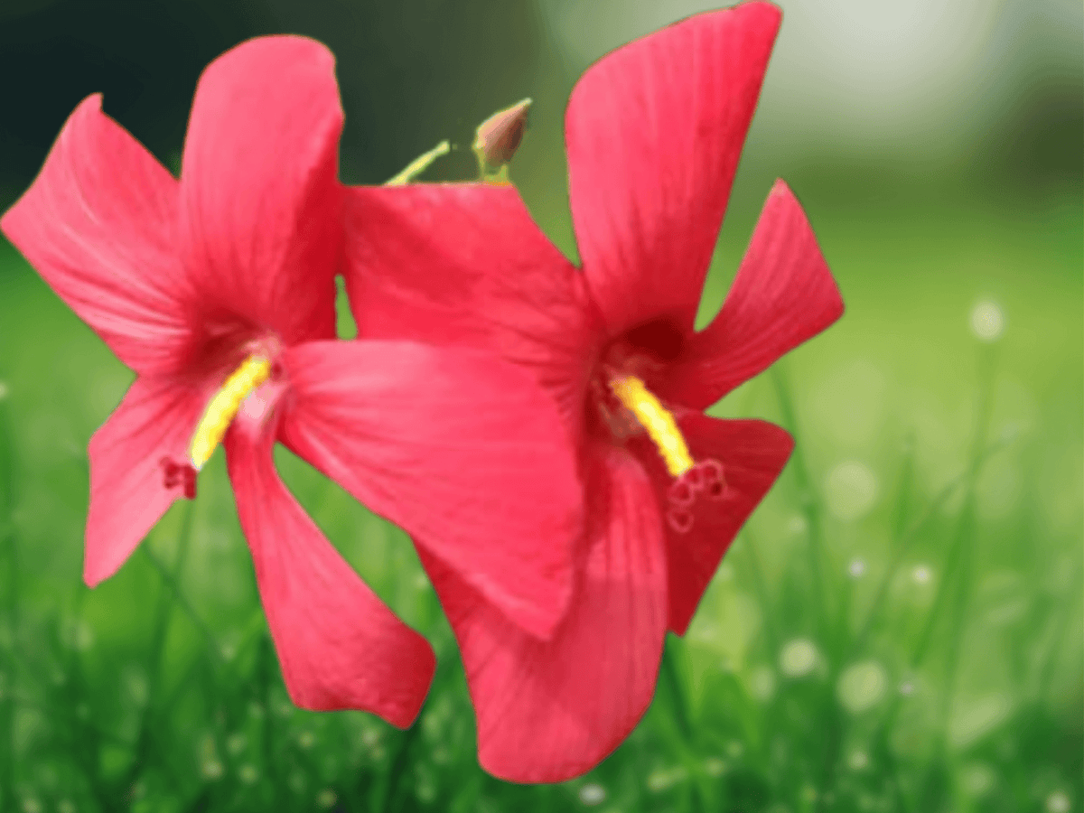 5 Seeds Abelmoschus moschatus Mixed Colors Musk Mallow Flower