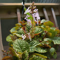 Purple Swedish Ivy Plant with Roots - Ready to Grow - Plectranthus purpuratus