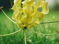 5 Seeds Yellow Gloriosa Lily Vine Gloriosa lutea Climbing Flower