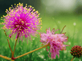 5 Seeds Schrankia nuttallii Hardy Sensitive Plant Perennial Mimosa