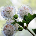 Buttonbush Seeds - 15+ Seeds - Ornamental Shrub - Cephalanthus occidentalis - Free Shipping