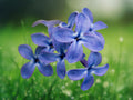 25 Blue Lilac Seeds Fragrant Syringa Vulgaris Hardy Flowering Shrub Soft Blue Violet Blooms Easy Grow Perennial Ornamental Garden Plant