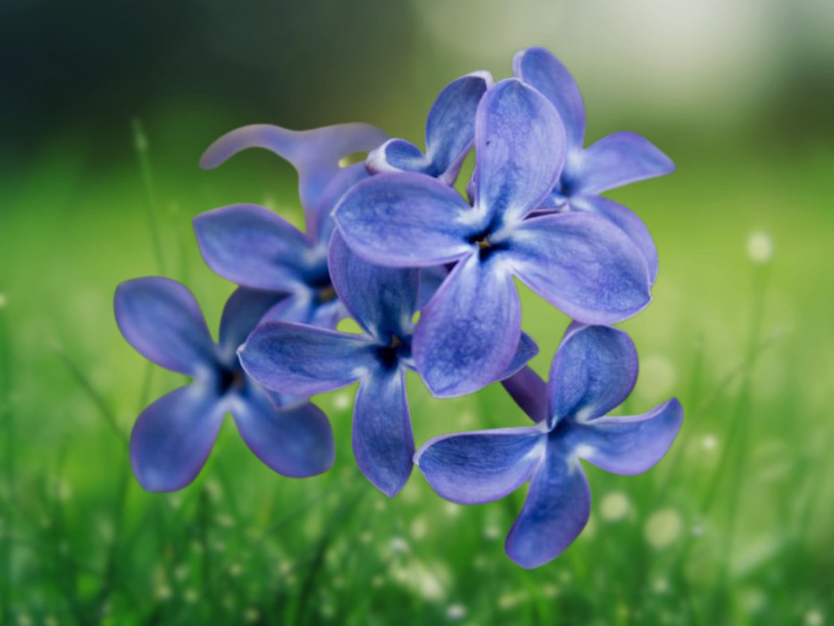 25 Blue Lilac Seeds Fragrant Syringa Vulgaris Hardy Flowering Shrub Soft Blue Violet Blooms Easy Grow Perennial Ornamental Garden Plant