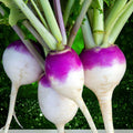 Purple Top White Globe Turnip Seeds – 50+ Non-GMO Heirloom Brassica rapa var. rapa Vegetable Seeds
