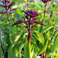 Thai Basil Seeds Pack – 25 Seeds – Sweet Flavor – Ocimum basilicum var. Thai – Herb Seeds for Cooking and Gardening