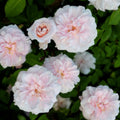 Cecile Brunner Rose Cuttings – 15 Premium Plant Cuttings for Bushes – Rosa 'Cecile Brunner' – Antique Climbing Rose Propagation