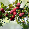 Fresh Unrooted Cuttings Plum Tree Organic - 6+1 Free - Prunus domestica