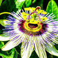 Passion Flower Seeds 50+ Pack - Exotic Passiflora edulis for Planting - Climbing Vine, Edible Fruit Seeds from Iowa, USA