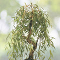 Willow Tree Bundle - 10 Live Willow Trees - Easy Grow Instructions - Salix spp. Video Tutorial Included