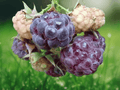 5 Plant Plugs Glencoe Raspberry Thornless Purple Raspberry Starter Plants