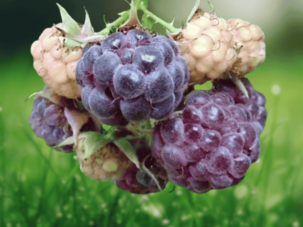 5 Plant Plugs Glencoe Raspberry Thornless Purple Raspberry Starter Plants