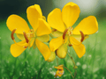 5 Seeds Winter Cassia Cassia bicapsularis Yellow Flower Shrub