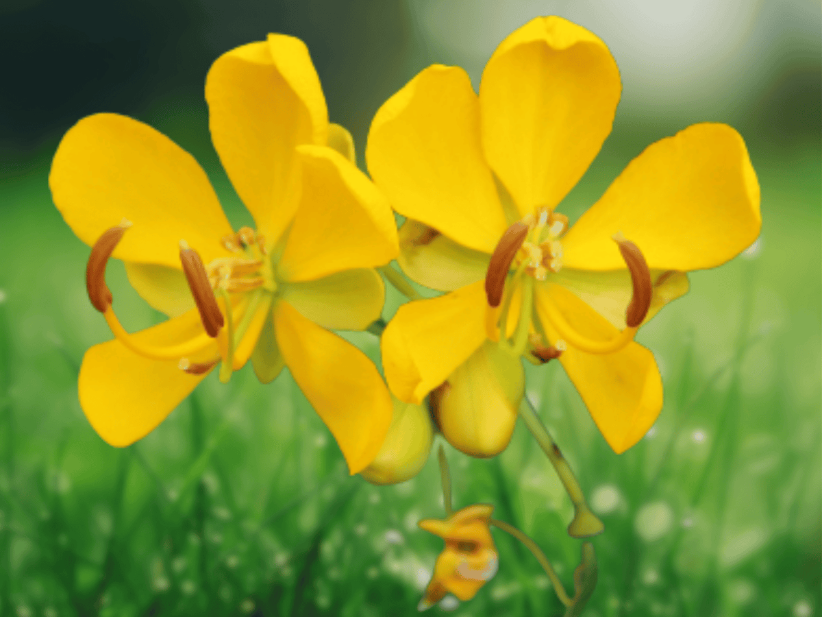5 Seeds Winter Cassia Cassia bicapsularis Yellow Flower Shrub