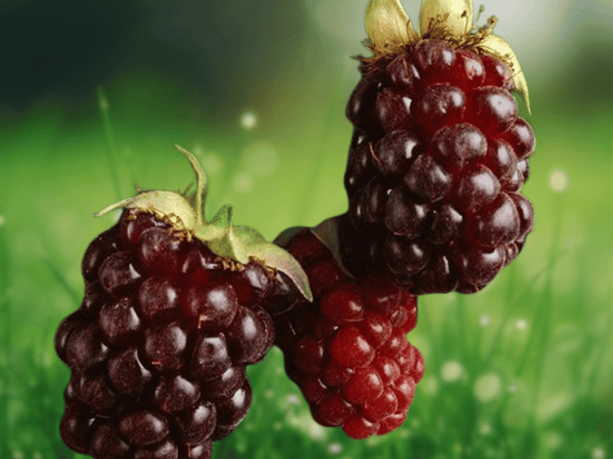1 Live Plant Boysenberry Thornless Rubus Hybrid Sweet Tart Berry
