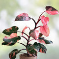 Rooted Philodendron Cutting - Jose Bueno Variety - Indoor Plant for Home Decor - Philodendron Jose Bueno