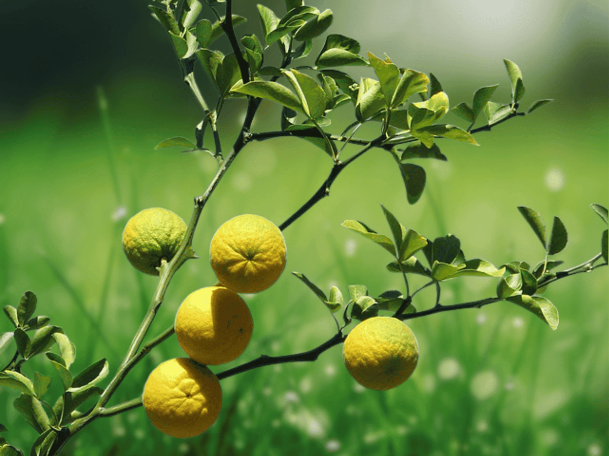 1 Live Plants Flying Dragon Trifoliate Orange Poncirus trifoliata Hardiest Citrus Rootstock 8 Inch Tall