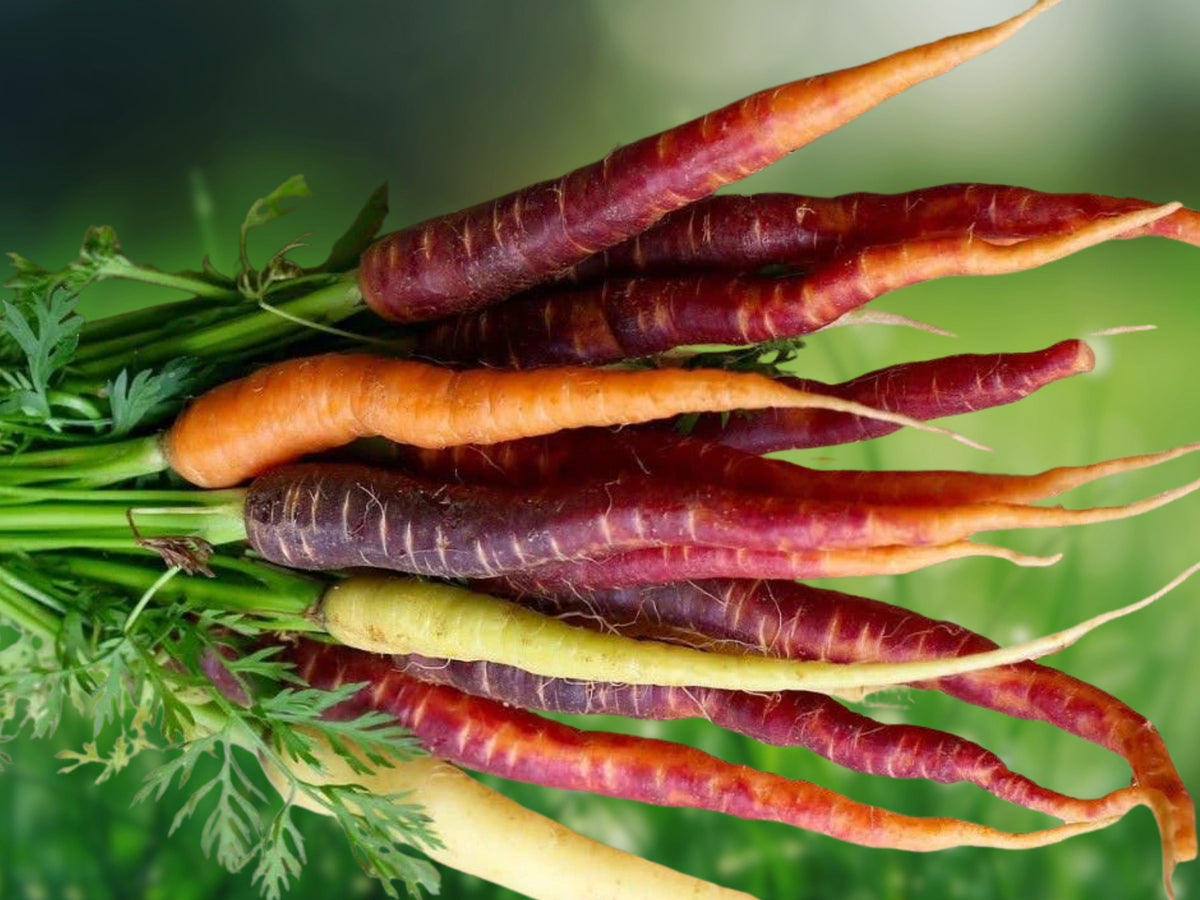 150+ Seeds Rainbow Blend Carrot Heirloom Non GMO Colorful Root Vegetable Easy Grow Edible Sweet Crunchy Patio Container Garden