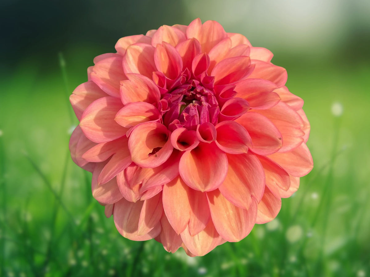 25 Seeds Dahlia Pinnata American Dawn Coral Purple Hardy Perennial Vibrant Ornamental Garden Flower