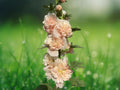 25 Seeds Double Champagne Hollyhock Alcea Rosea Pale Peach Double Bloom Hardy Biennial Tall Flower