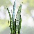 Sansevieria Wintergreen 'Snake Plant' 3 Gallon Pot - Air Purifying Low Maintenance Indoor Plant - Sansevieria trifasciata