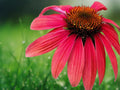50 Sangita Coneflower Seeds (Echinacea) Perennial Magenta Pink Blooms Pollinator Friendly Drought Tolerant