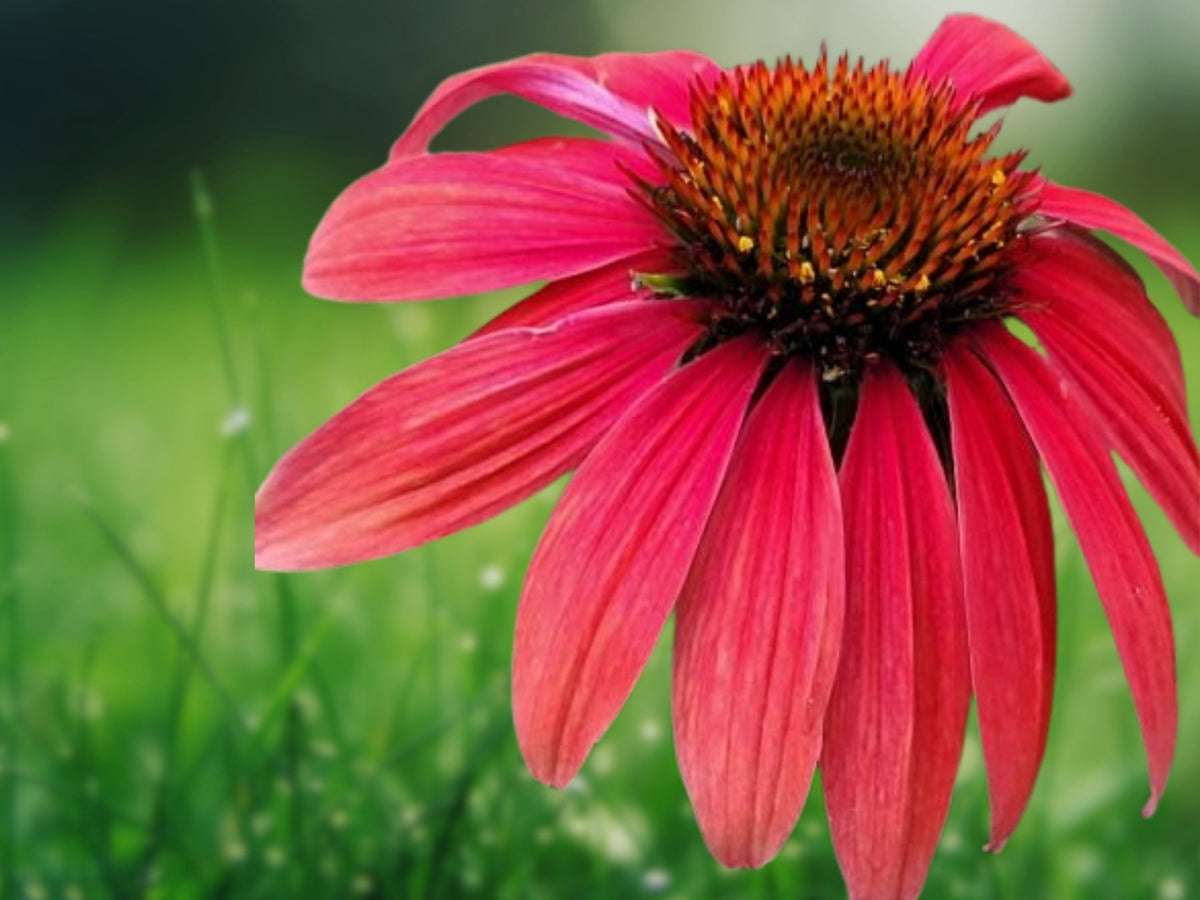 50 Sangita Coneflower Seeds (Echinacea) Perennial Magenta Pink Blooms Pollinator Friendly Drought Tolerant