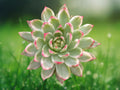 1 Live Plant Echeveria Agavoides Christmas Succulent Red-Tipped Rosette Indoor Patio Decor 2 Inch Pot