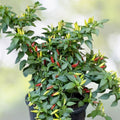 Bird's Eye Chili Pepper Seeds | Heirloom NON-GMO Hot Peppers | Capsicum annuum - Spicy Pepper Seeds for Gardening