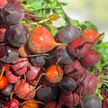 Ruby Queen Heirloom Beet Seeds - 100+ Non-GMO Dark Red Sweet Beta vulgaris Seeds for Gardening and Cooking