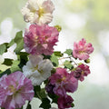 Rooted Confederate Rose Plants - Hibiscus mutabilis Dixie - Summer Blooms 🌸🌺