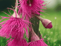 10 Seeds Eucalyptus leucoxylon megalocarpa Pink Flowering Gum