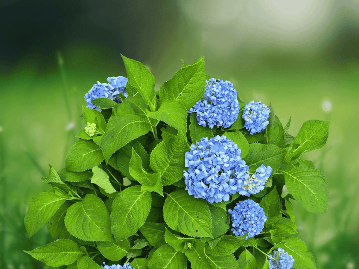 1 Live Plant Nikko Blue Mophead Hydrangea Quart Size