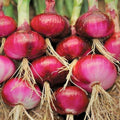 Heirloom Tomato Seeds 500 Red Ponderosa Non-GMO Large Tomato Variety for Home Gardens