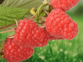 1 Live Plant Cascade Delight Raspberry Rubus idaeus Starter Plug